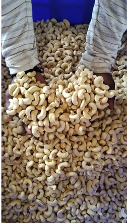 Premium Processed Cashew Nuts – product photo 4, product detail gallery